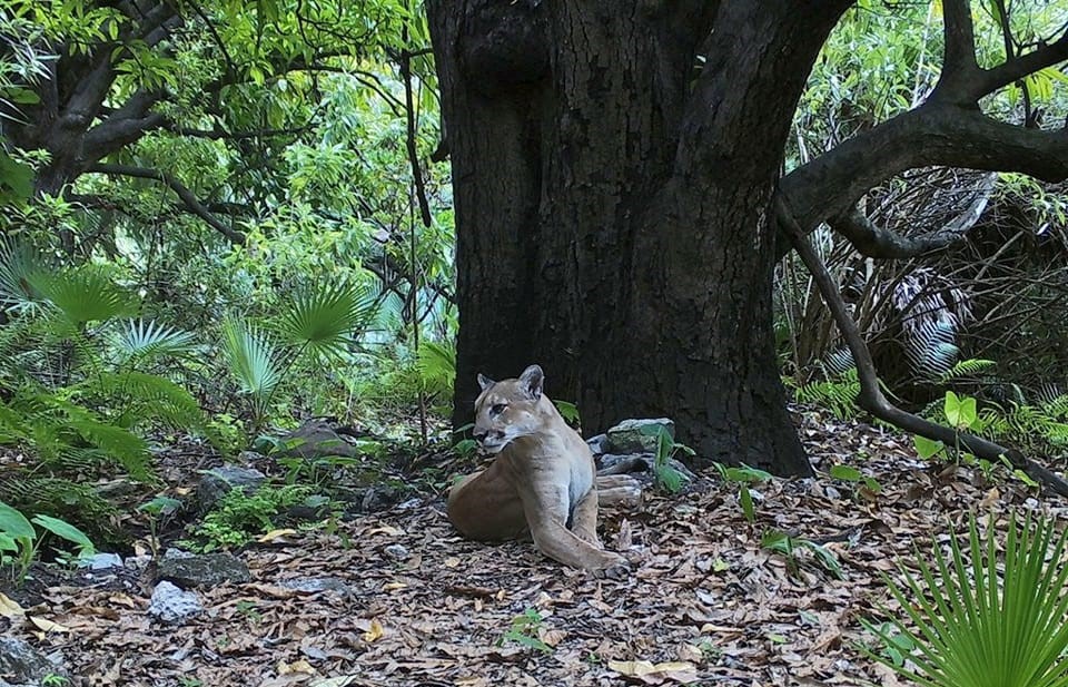 Tiene la Mixteca cinco zonas de reservas naturales | NVI Noticias