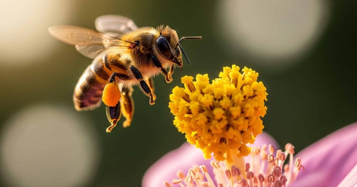 Magia o ciencia? Así funciona la trampa acústica que deja insectos flotando en el aire