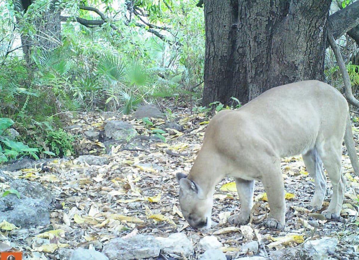 Protegen flora y fauna en la Mixteca | NVI Noticias