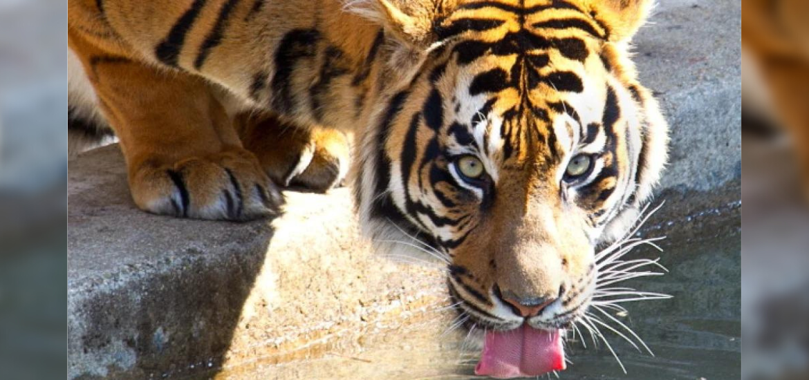 Erro e mentiras: História de ataque de tigre que chocou Las Vegas ganha  nova versão - 31/03/2019 - UOL Entretenimento