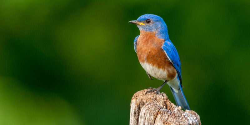 Descubre el secreto de la evolución de las aves tras analizar 45 millones de años de historia
