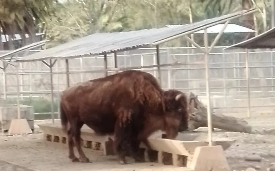 bisonte zoológico 