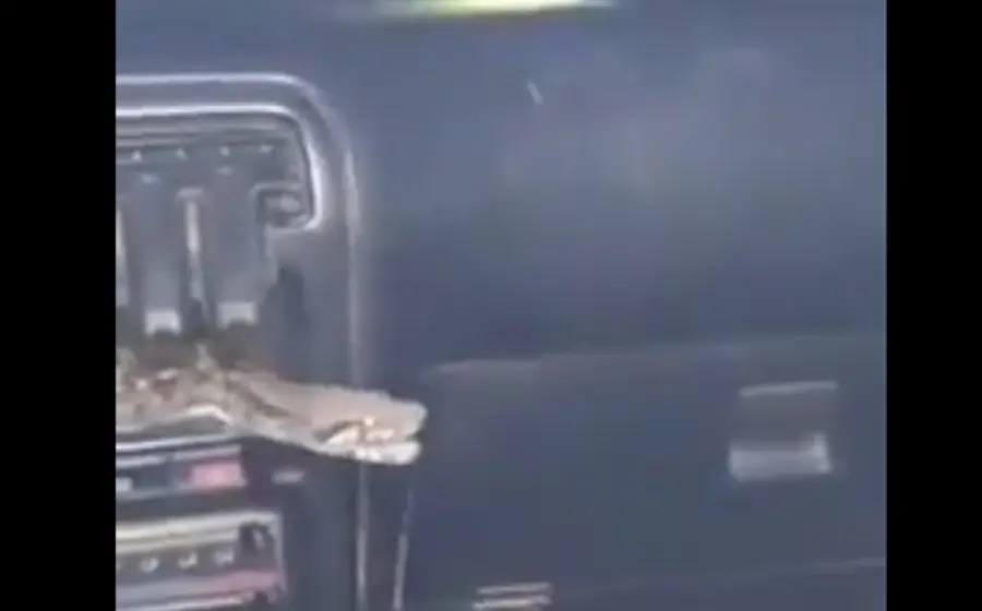 Un bombero ayudó a sacar al reptil de la unidad de motor después de varios intentos fallidos. 