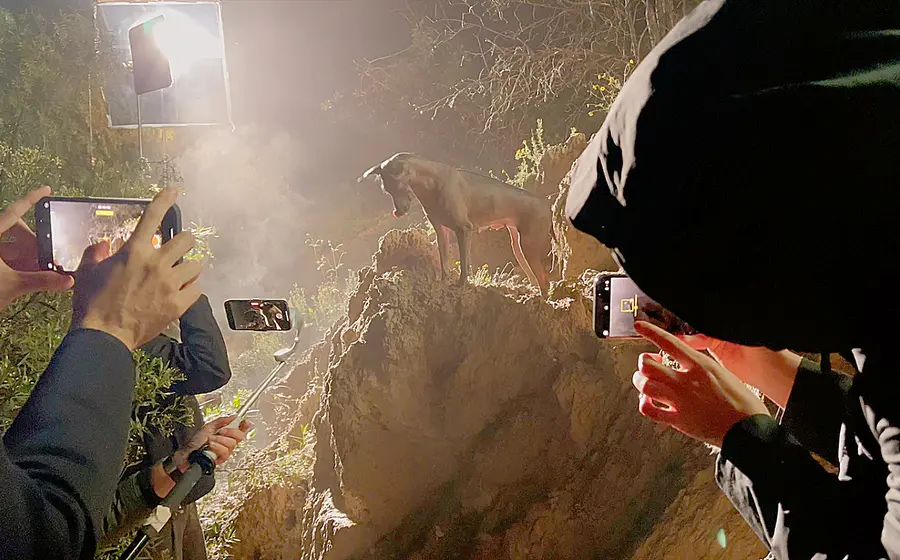 Perro xoloitzcuintle grabado con iPhone