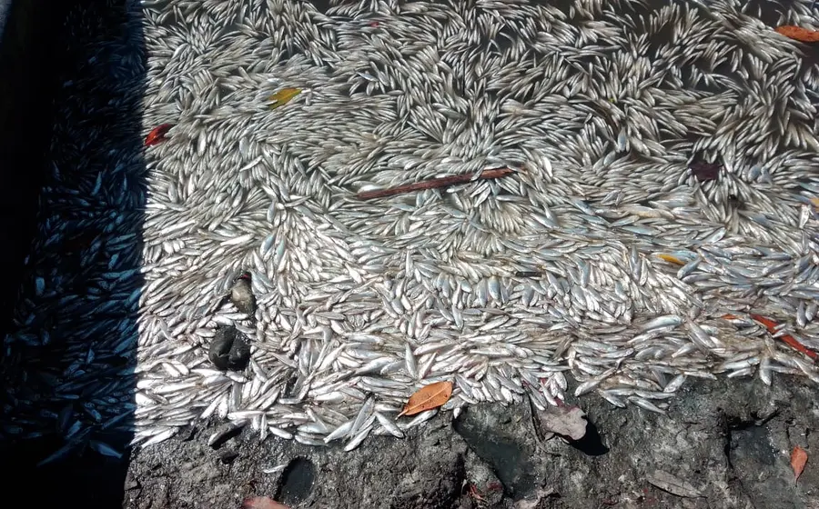 Peces muertos