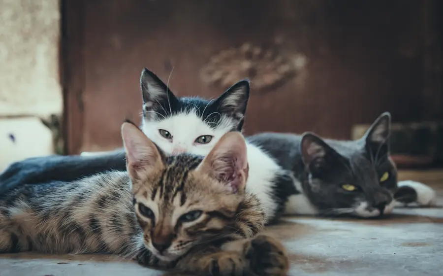 Gatos echados en el suelo