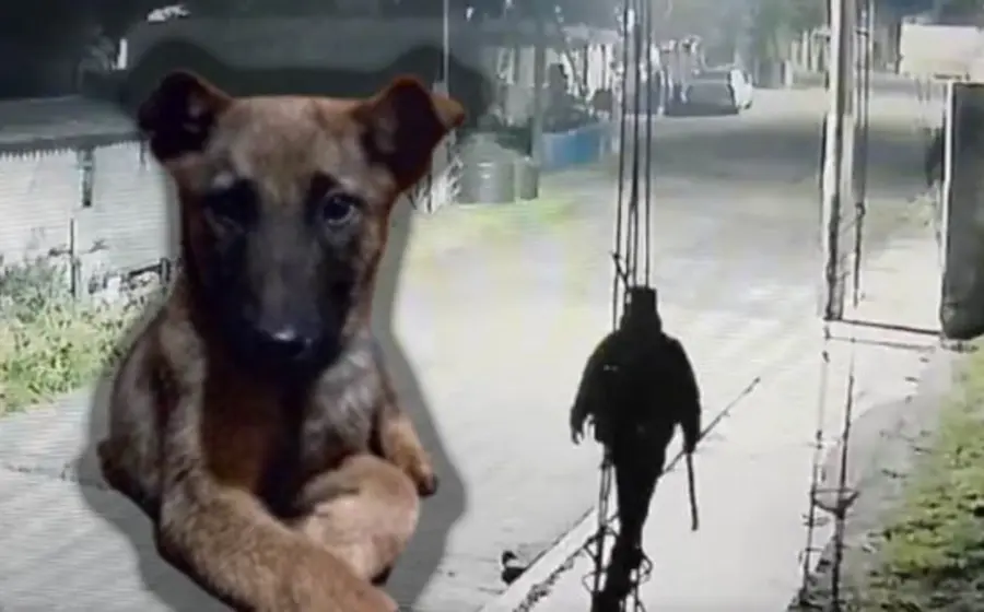 El amo de la mascota impuso una denuncia por su mascota asesinada y creó una página en Twitter con el nombre del animal.