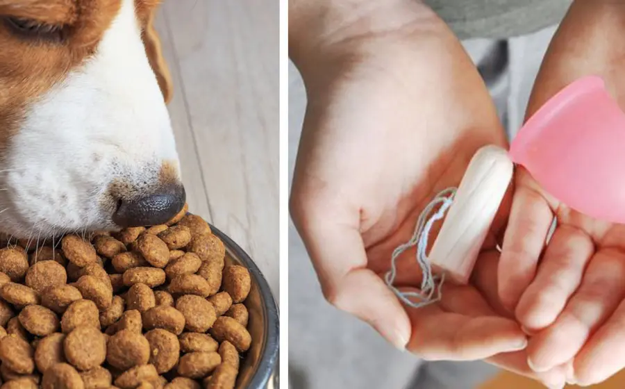 Perro, alimento, manos, copa, tampón
