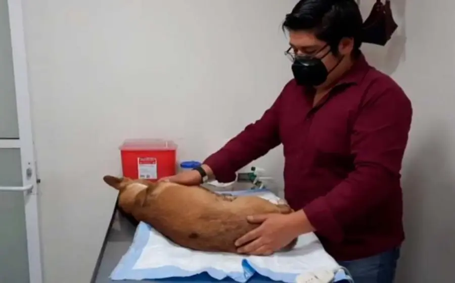 El animal quedó al borde de la muerte y vecinos pidieron el apoyo de policías municipales.