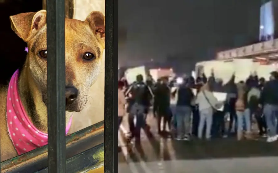 Maltrato animal