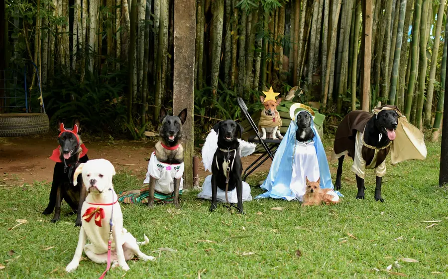 Pastorela canina