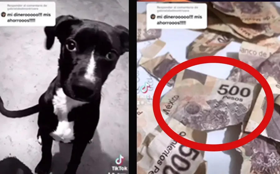 Perrito y dinero roto