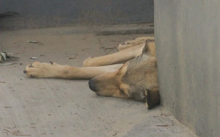 Perro durmiendo en la calle