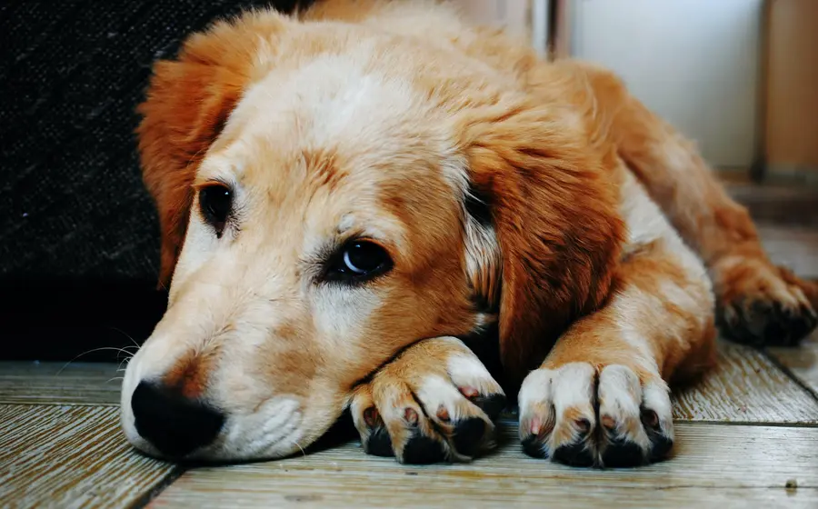 Perro