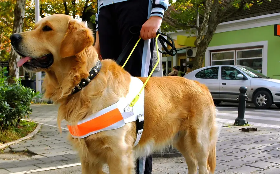 perros ayuda 