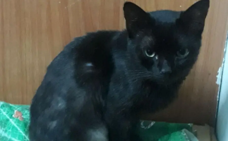 Raven, el gato