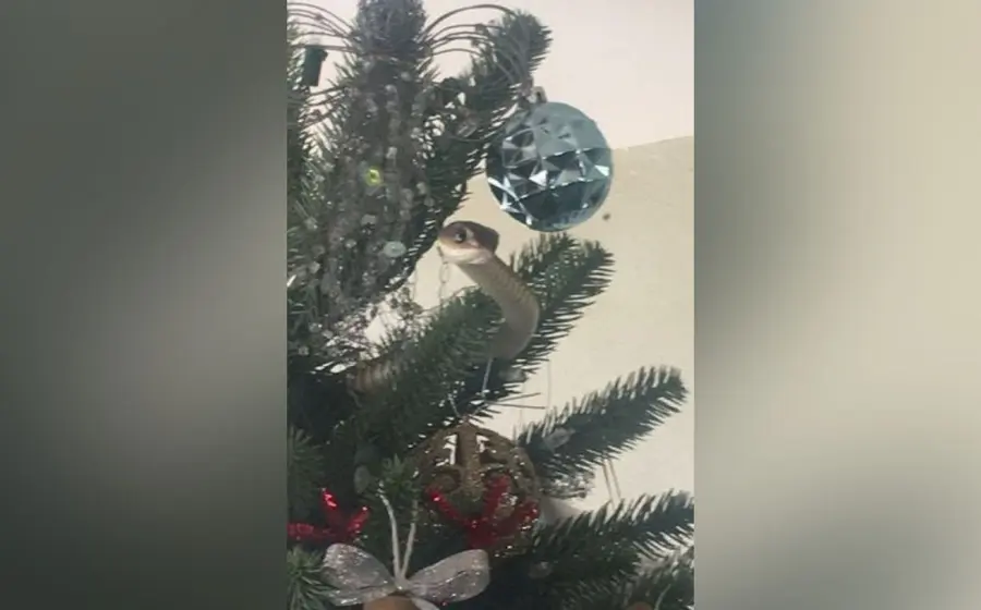 Serpiente en pino de Navidad