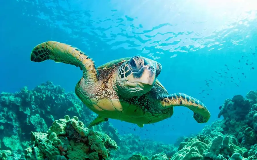 Tortuga verde marina