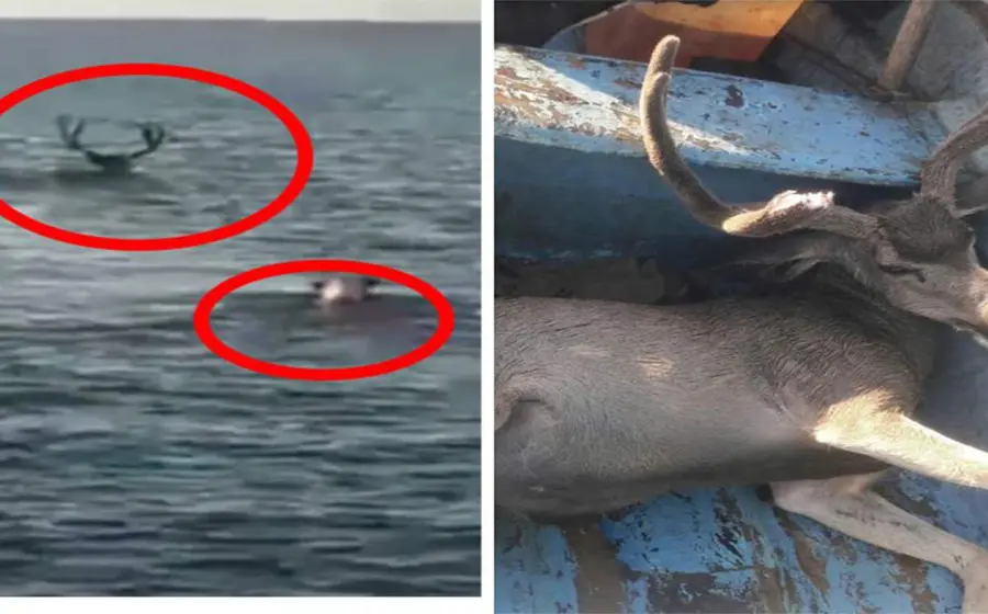 El pescador sube al venado a su embarcación, pero no para ayudarlo. 