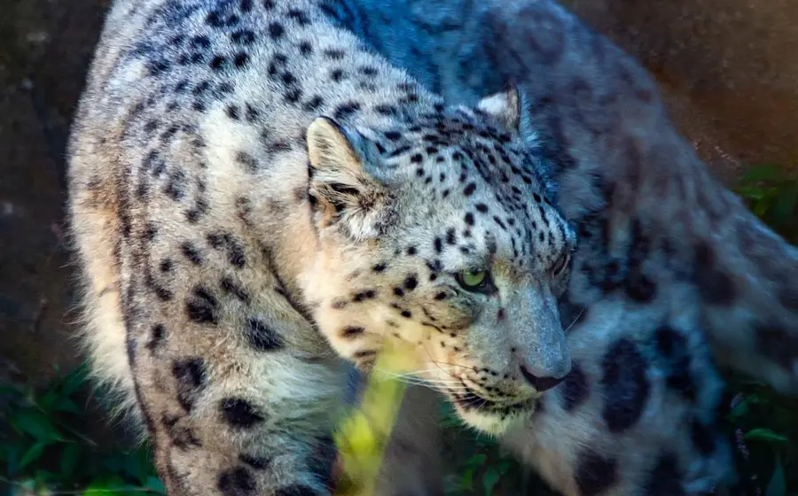 Leopardo de las nieves