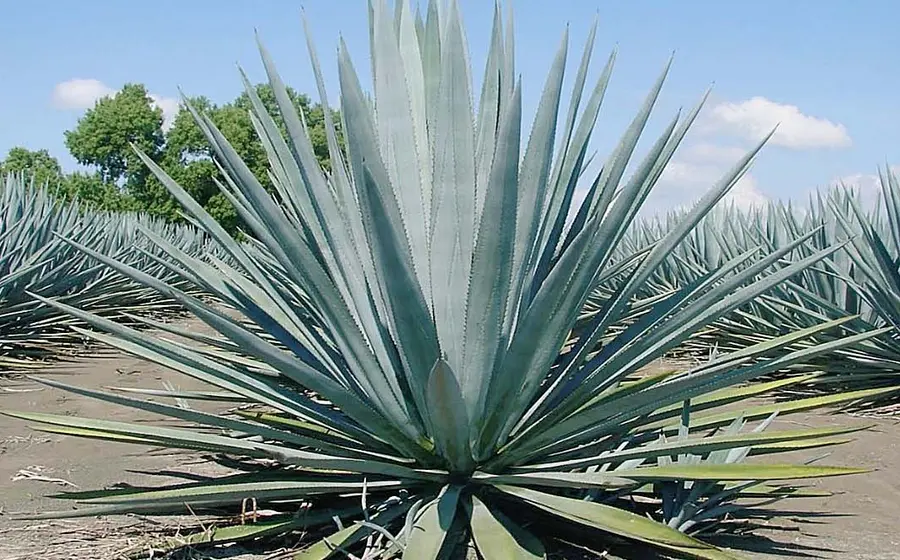 agave 