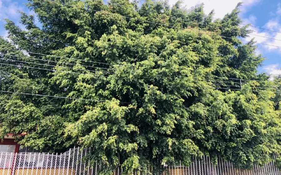 arbol