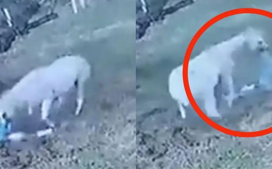 Caballo atacando a hombre