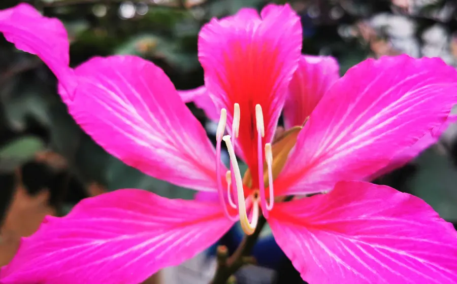 flor