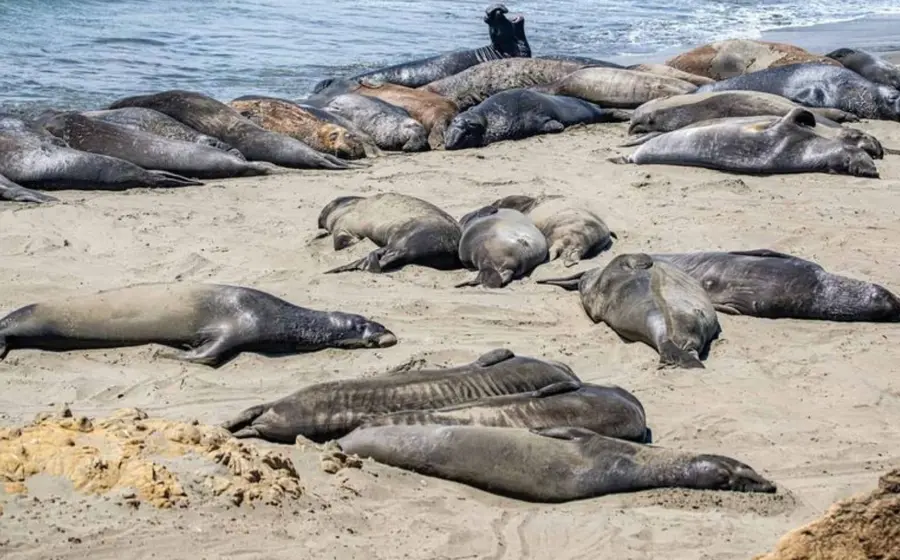 Focas muertas en Sudáfrica