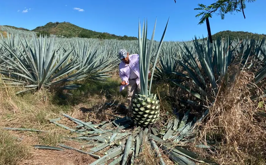 Maguey