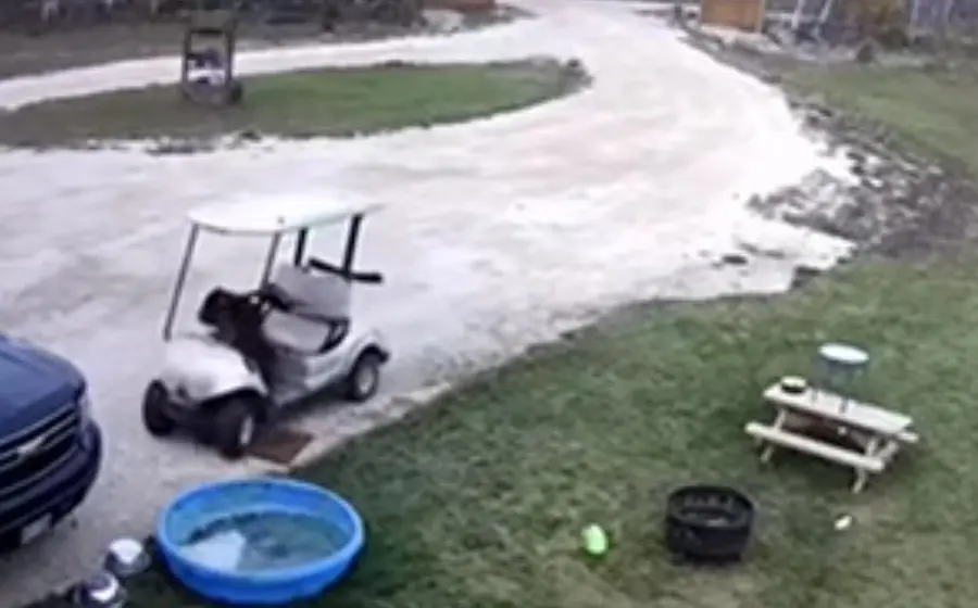 La afectada relató que su esposo olvidó apagar el carrito y por eso se movió cuando su perro se subió.