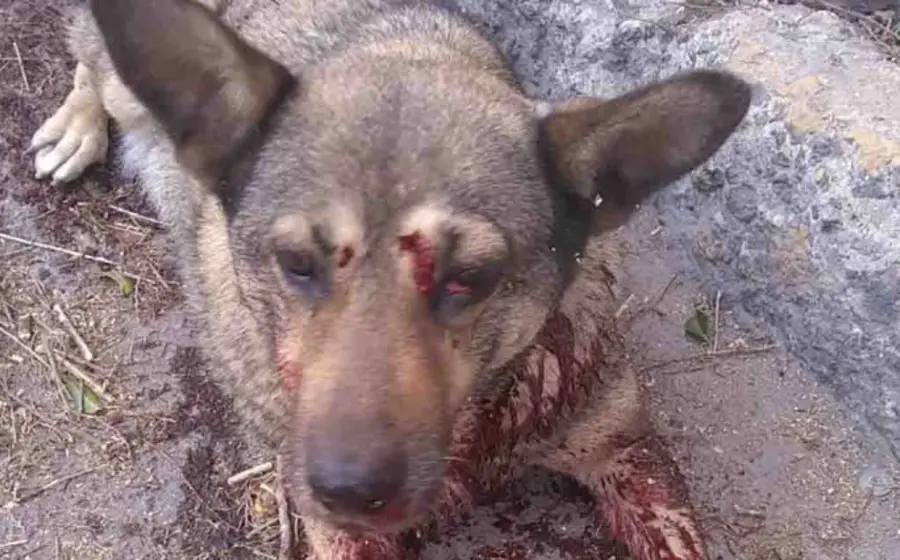 La perrita será operada pues la bala quedó alojada a tres centímetros del corazón.