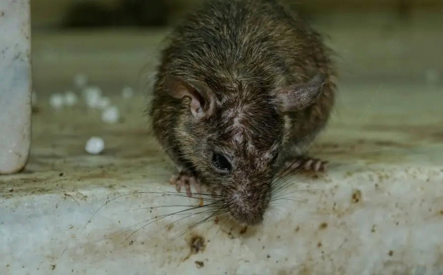El material difundido en TikTok exhibe a varias ratas corriendo por toda la cocina. 