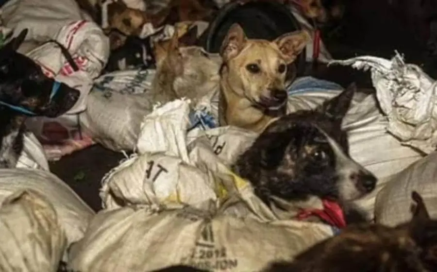 Se trataba de mascotas robadas en su mayoría, de menos de un año de edad, muchas de las cuales todavía llevaban sus collares.