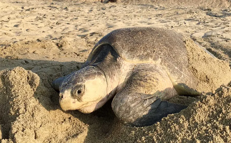 tortuga playa 