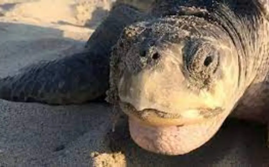 Una aleta de tortuga golfina se vende como carne en 50 pesos y un cuarto de litro de aceite en 250 pesos.