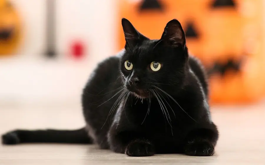 Gato negro, calabaza