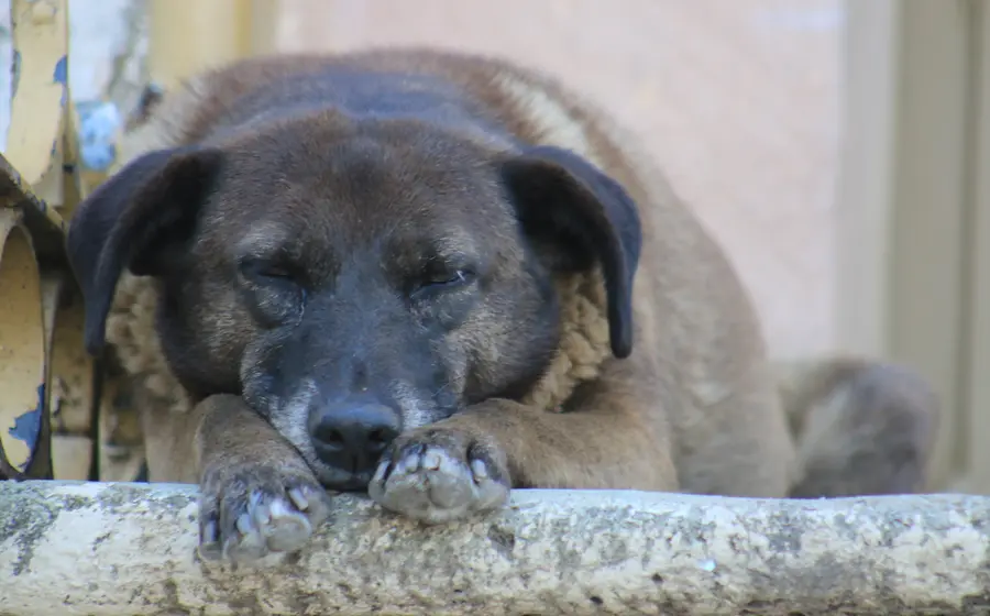 Los reportes, en su mayoría, son porque los animales están encerrados en lotes baldíos o casas sin habitar donde no se les brinda comida, agua limpia. (Archivo Mario Jiménez Leyva) 