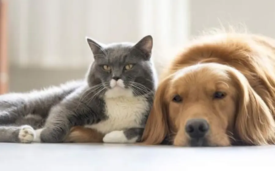 perro y gato 