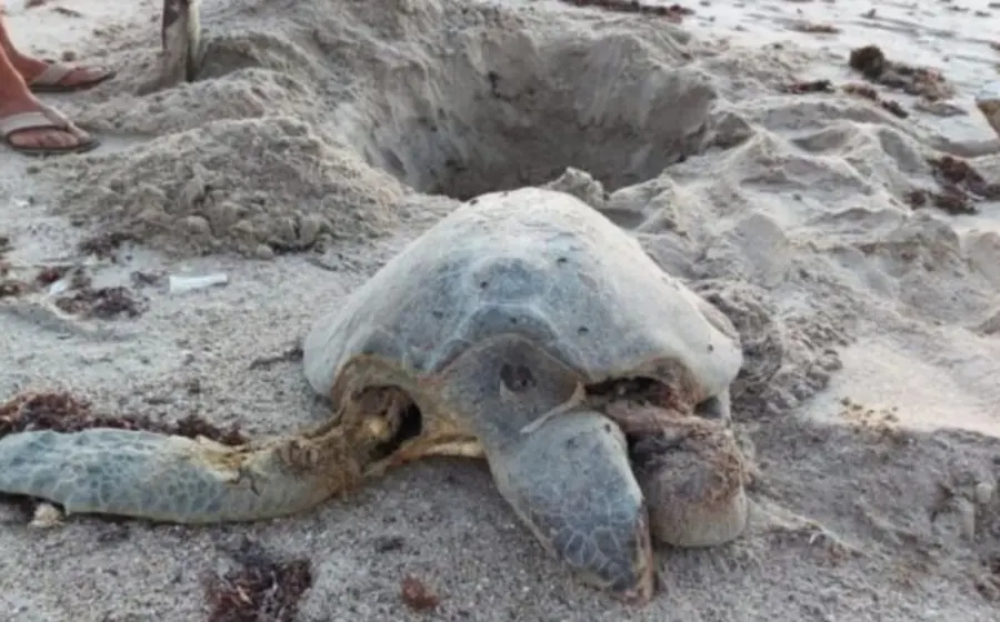En los últimos días, al menos tres tortugas han muerto debido a las graves lesiones que sufren tras ser atropelladas por vehículos.