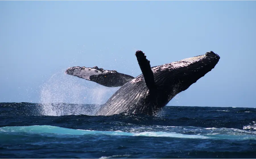 Ballena en Puerto Escondido