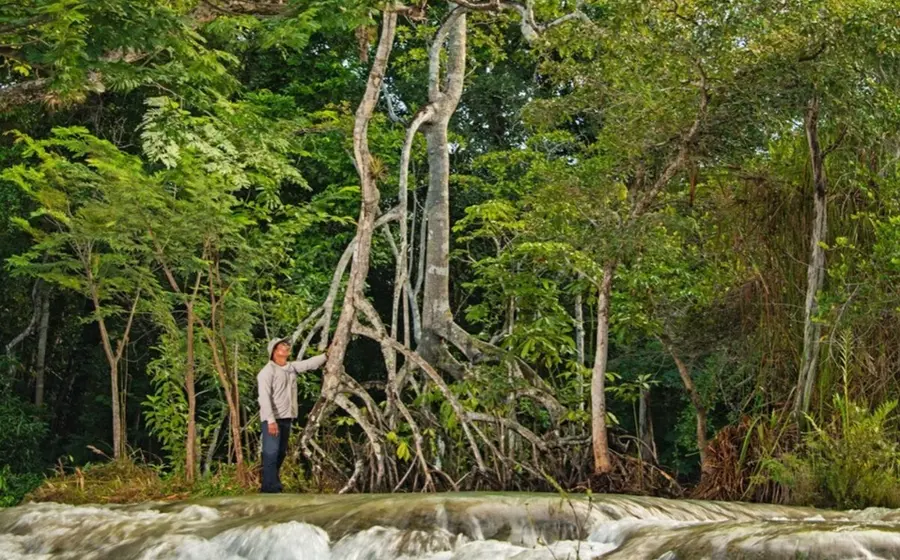 Manglar antiguo en Yucatán 