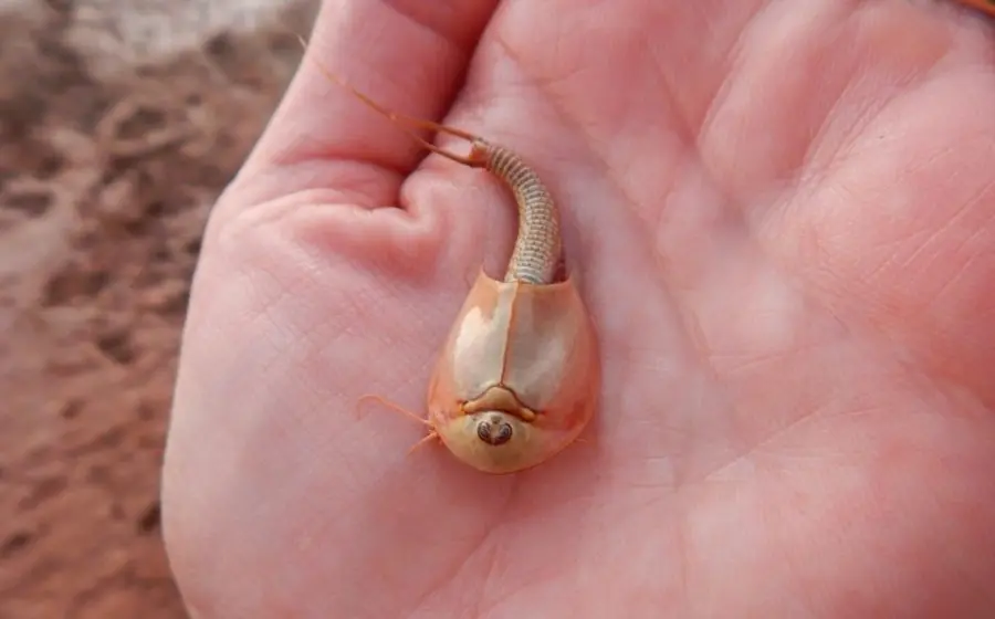 Los denominados “camarones dinosaurio” aparecieron tras las intensas lluvias que se registraron en Arizona.