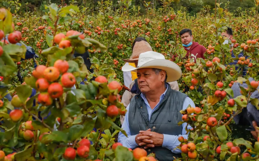Obreros en campos de manzanas