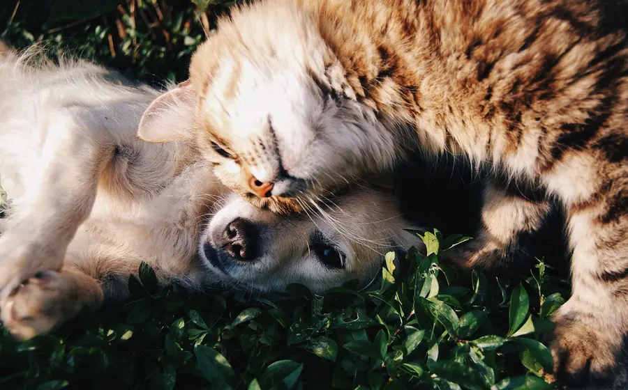 Hay un 50% de probabilidades de que el tumor por cáncer de mama en mascotas sea maligno.