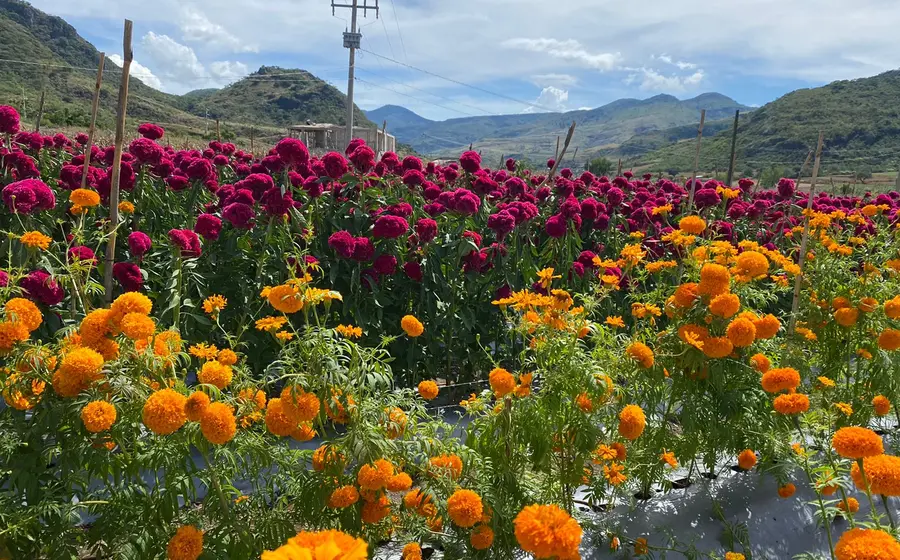 Campos con flores de muertos