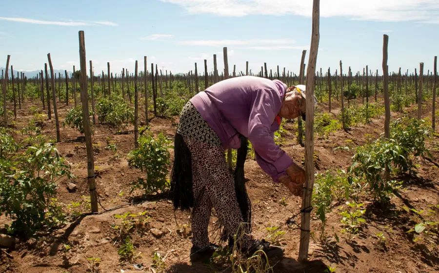 En 2018, en México, vivían 28.9 millones de personas en localidades con menos de 2 mil 500 personas donde al menos 50.8% eran mujeres, pero sólo 3 de cada 10 ejidatarias o comuneras eran mujeres. 
