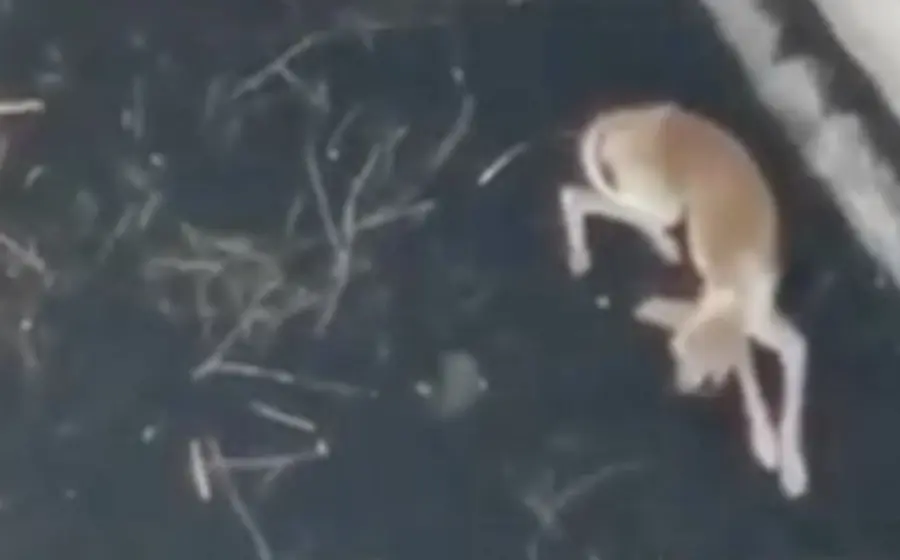 Perrito atrapado por la lava