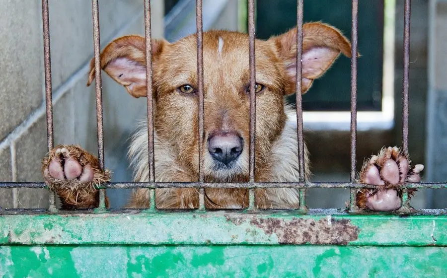 A través de una investigación encubierta se documentó que perros criollos son ofertados desde 300 pesos para prácticas rituales.