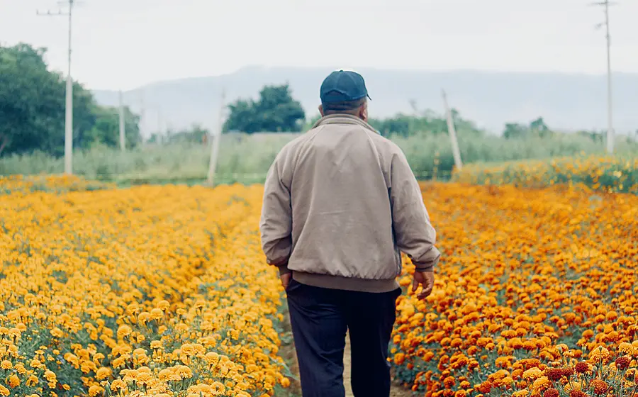 Campesino entre flores de cempasuchil